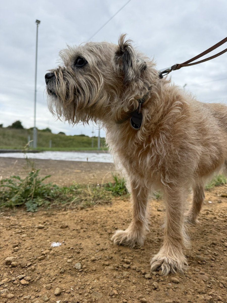 DuncanPickles's tweet image. Went to the water park and then for a wander at the flood plains… Mum says I’m a bit withdrawn and have lost my confidence… I was just mad that she didn’t bring my ballie 🎾 or take me to the village dog show today 🙄 #DuncanPickles #dogsofX #btposse #sundayvibes