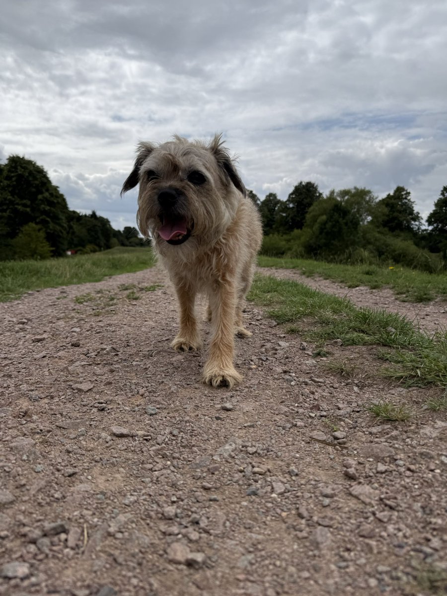 DuncanPickles's tweet image. Went to the water park and then for a wander at the flood plains… Mum says I’m a bit withdrawn and have lost my confidence… I was just mad that she didn’t bring my ballie 🎾 or take me to the village dog show today 🙄 #DuncanPickles #dogsofX #btposse #sundayvibes