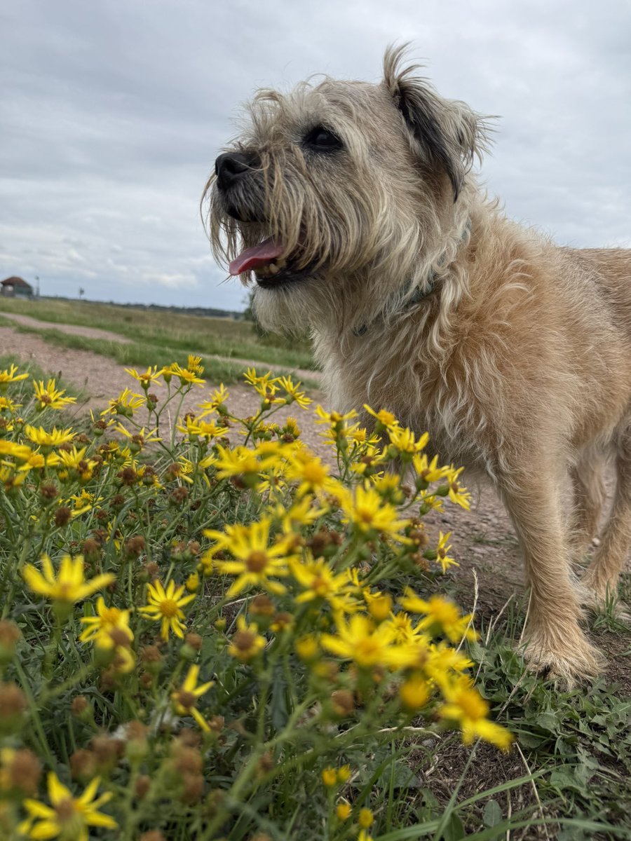 DuncanPickles's tweet image. Went to the water park and then for a wander at the flood plains… Mum says I’m a bit withdrawn and have lost my confidence… I was just mad that she didn’t bring my ballie 🎾 or take me to the village dog show today 🙄 #DuncanPickles #dogsofX #btposse #sundayvibes