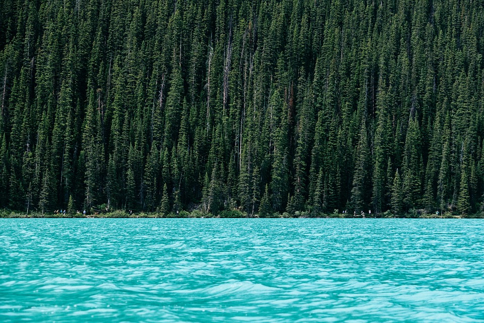 pelletierMario5's tweet image. une forêt de sapins
