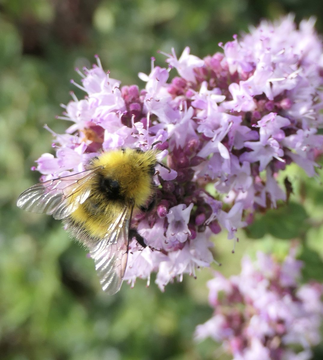 bumblebuddeez's tweet image. Happy #SundayYellow with a male white tailed bumblebee foraging amongst marjoram in our garden today 💛🌸🐝🌸💛