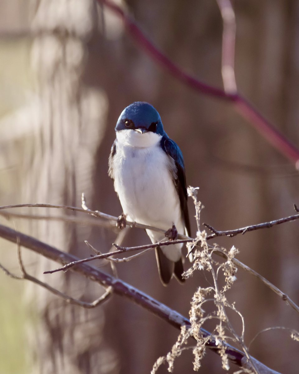 Boesephoto's tweet image. A #TreeSwallow from earlier this year ☺️
#UrbanNature #TommyThompsonPark