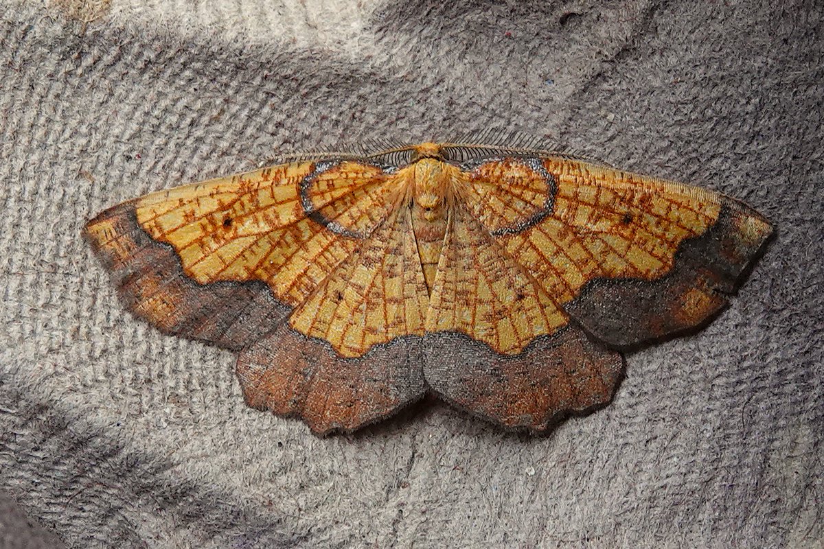 dartfordtrapper's tweet image. A few highlights from a recent trip to Scotland.
Dark Bordered Beauty, Scotch Argus, Northern Emerald and Devil&apos;s Teeth fungus.