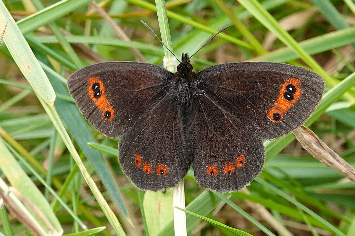 dartfordtrapper's tweet image. A few highlights from a recent trip to Scotland.
Dark Bordered Beauty, Scotch Argus, Northern Emerald and Devil&apos;s Teeth fungus.