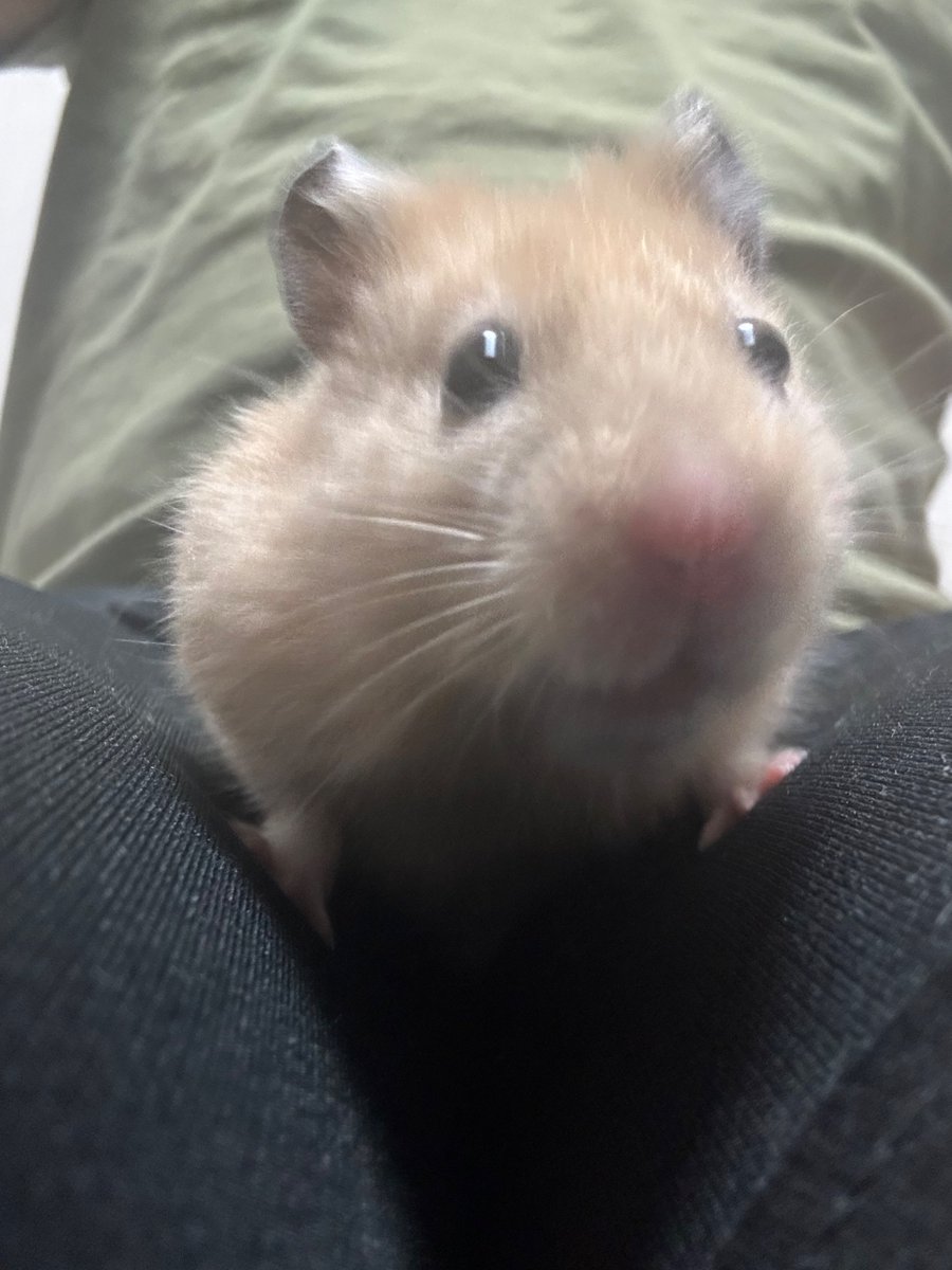 ningenn_3's tweet image. 🐹なにとってんねん