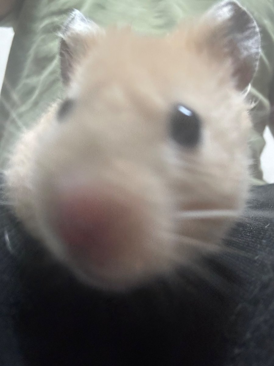 ningenn_3's tweet image. 🐹なにとってんねん