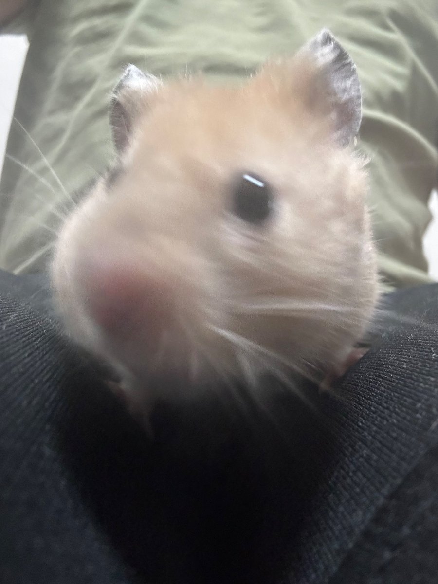 ningenn_3's tweet image. 🐹なにとってんねん