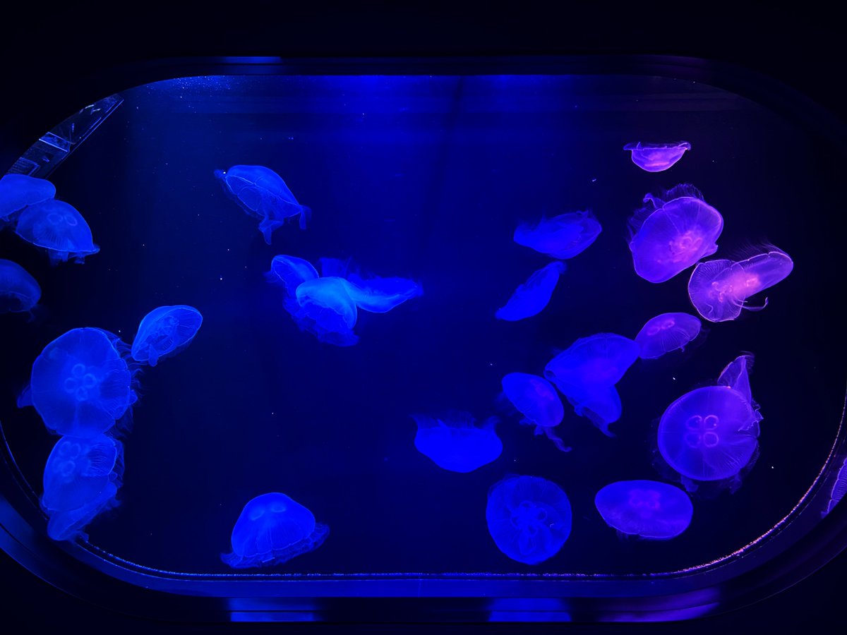 isb_10mt's tweet image. 水族館楽しかったな〜！！！🐟🐟🐟