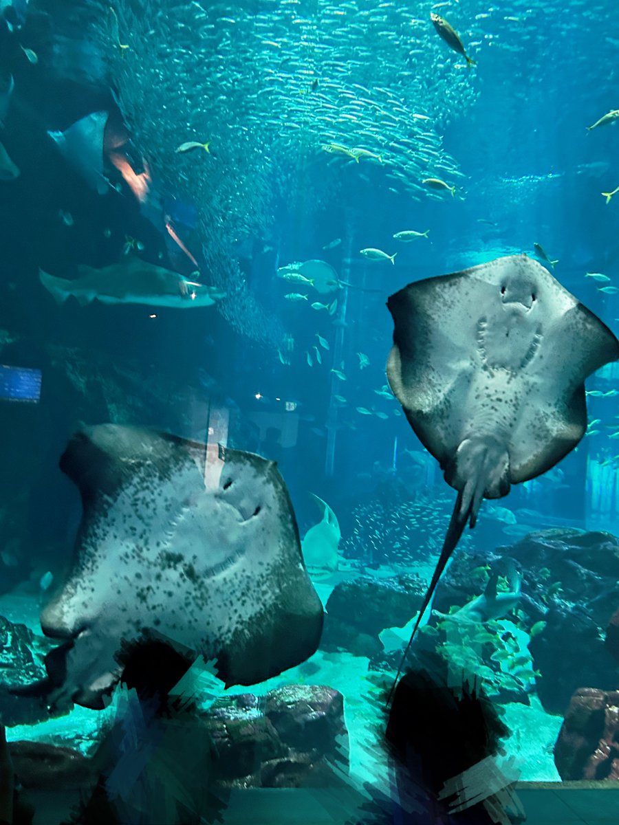 isb_10mt's tweet image. 水族館楽しかったな〜！！！🐟🐟🐟