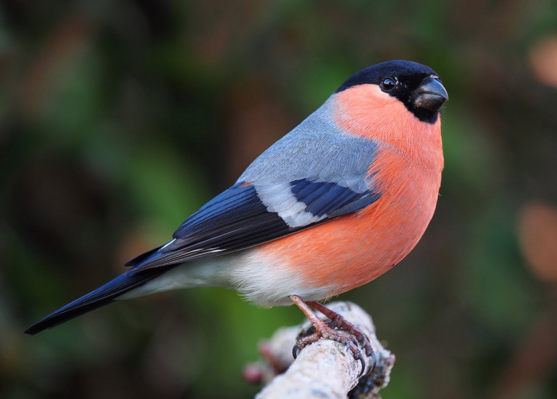Gm bird of the day

Eurasian bullfinch
