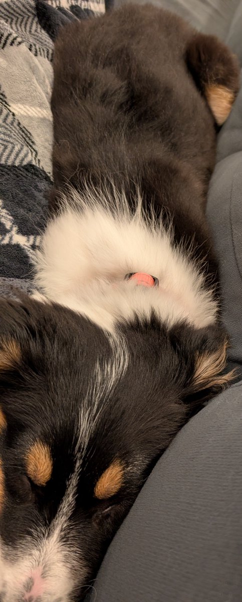 alwaysallison's tweet image. Long bean receives head pets with eyes closed contently