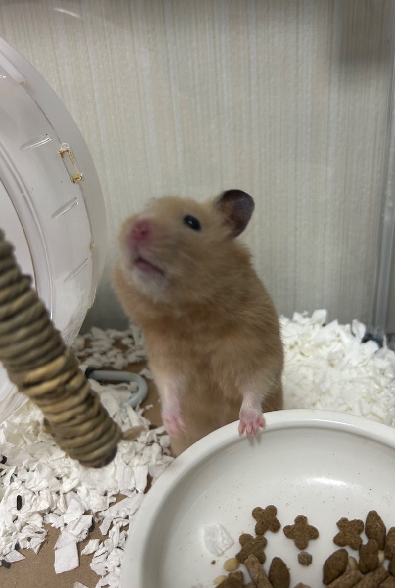 ningenn_3's tweet image. 🐹出してくれめんす
