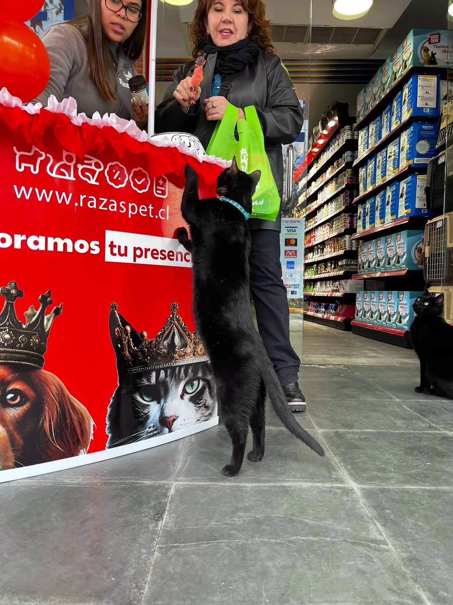 Bodegacats_'s tweet image. 