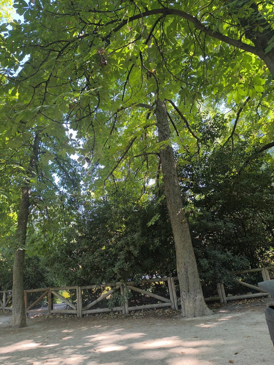 CapyBaraLord75's tweet image. I took the only book I have and got away from my home to el retiro. A calming place, but my concerns never leave my side
I dont know if I should get drunk tonight
