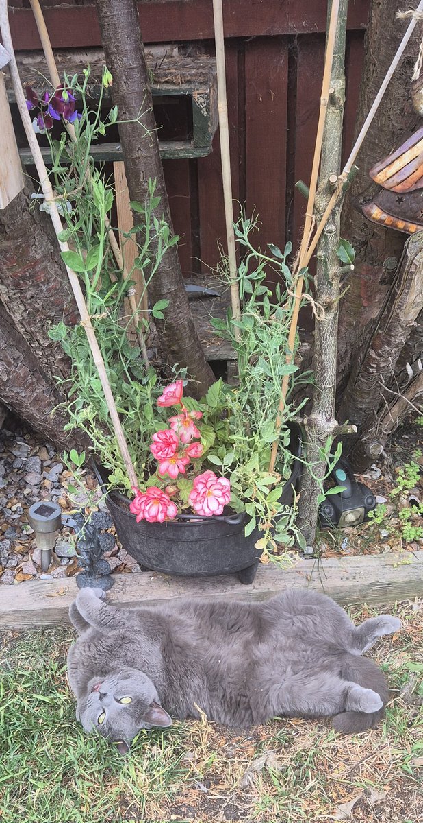 Lazy Peggy Sunday afternoon.