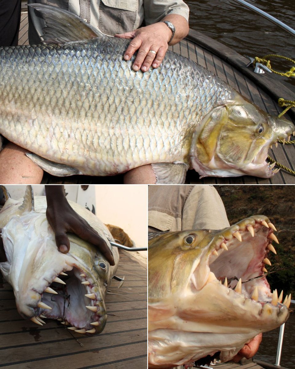 DiscvrB's tweet photo. If river monsters were real, this would be one of them.
The goliath tigerfish prowls the Congo River Basin and Lake Tanganyika with bone-crushing jaws and razor-sharp teeth that interlock like a bear trap. It’s fast, aggressive, and can grow over 5 feet long.
With a mouth full of fangs and a name to match, it’s one of the only freshwater fish known to pose a real threat to humans—not because it hunts them, but because it’s fearless and territorial.
Not your average catch of the day. 🐟💀