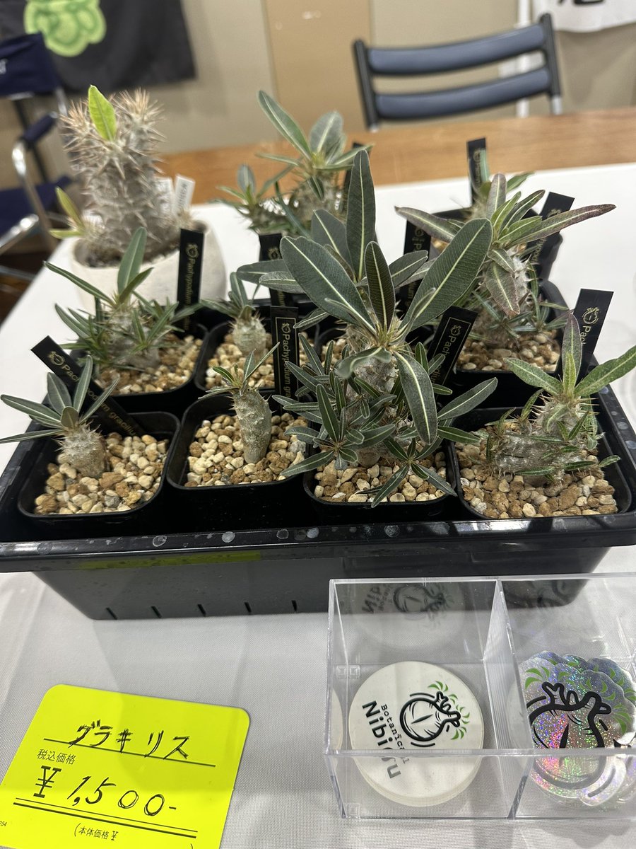 0530Kr's tweet image. 本日はレプタイルズEXPOご来場ありがとうございました!
生体、植物のお迎え頂いた方々ありがとうございました!
また、ブースにお立ち寄りくださった方々もありがとうございました!
お陰様でとても楽しくイベント参加できました!
飼育、管理相談もお気軽にお声掛けください
また次回のイベントで!