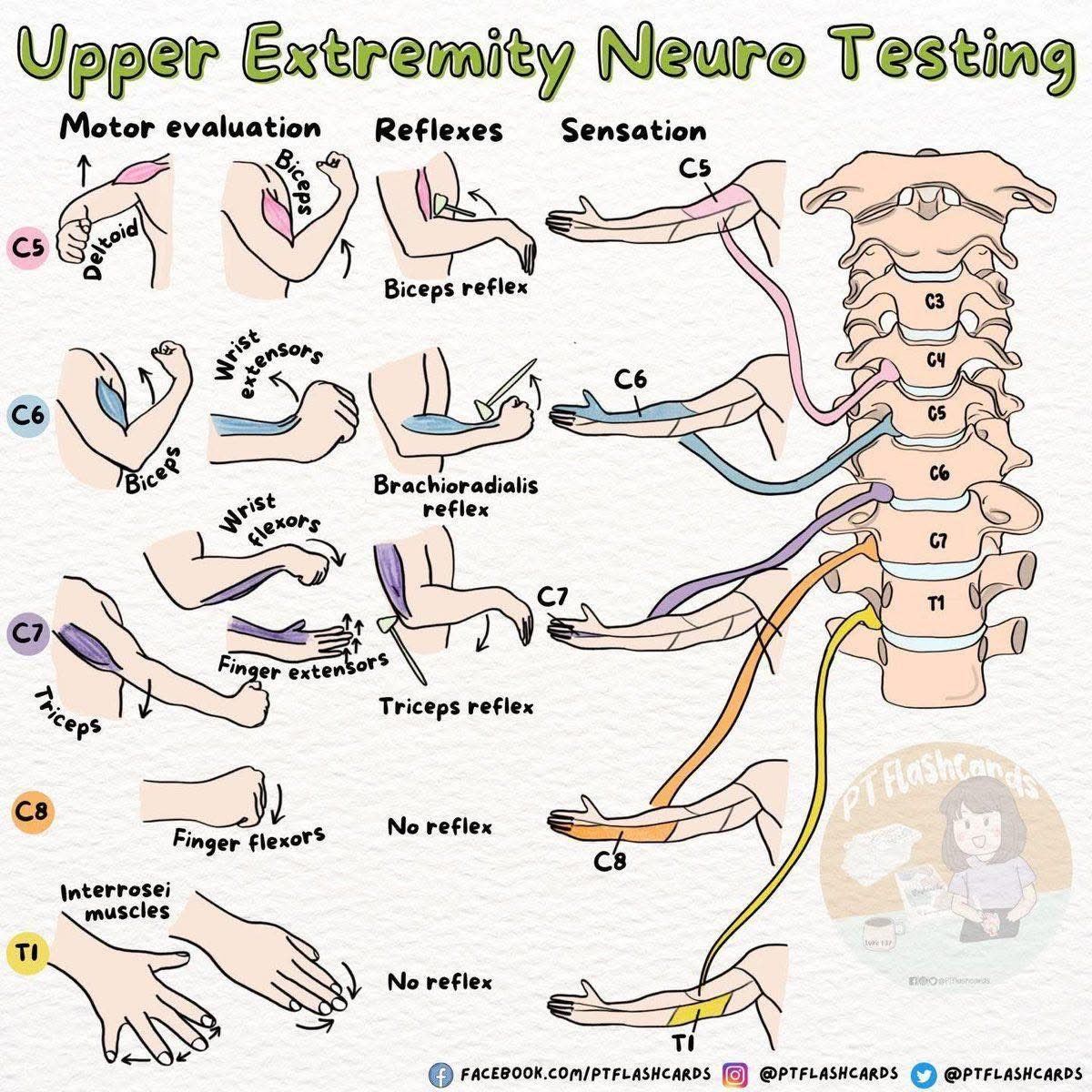 MoAImam's tweet image. Arm nerves by 
@PTFlashcards