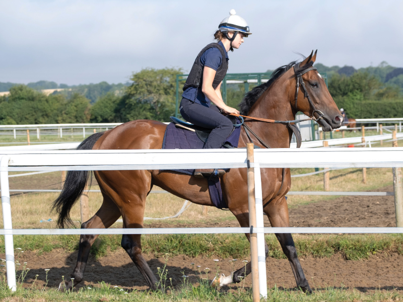 ownersgroupuk's tweet photo. We recently paid a visit to Julie Camacho's Star Cottage to see how the horses in training were getting on.
From first to last; Alpine Girl, Beraz and Brummell.
#AlpineGirl #Beraz #Brummell #OwnersGroup https://t.co/Z3N6ZgL6vK