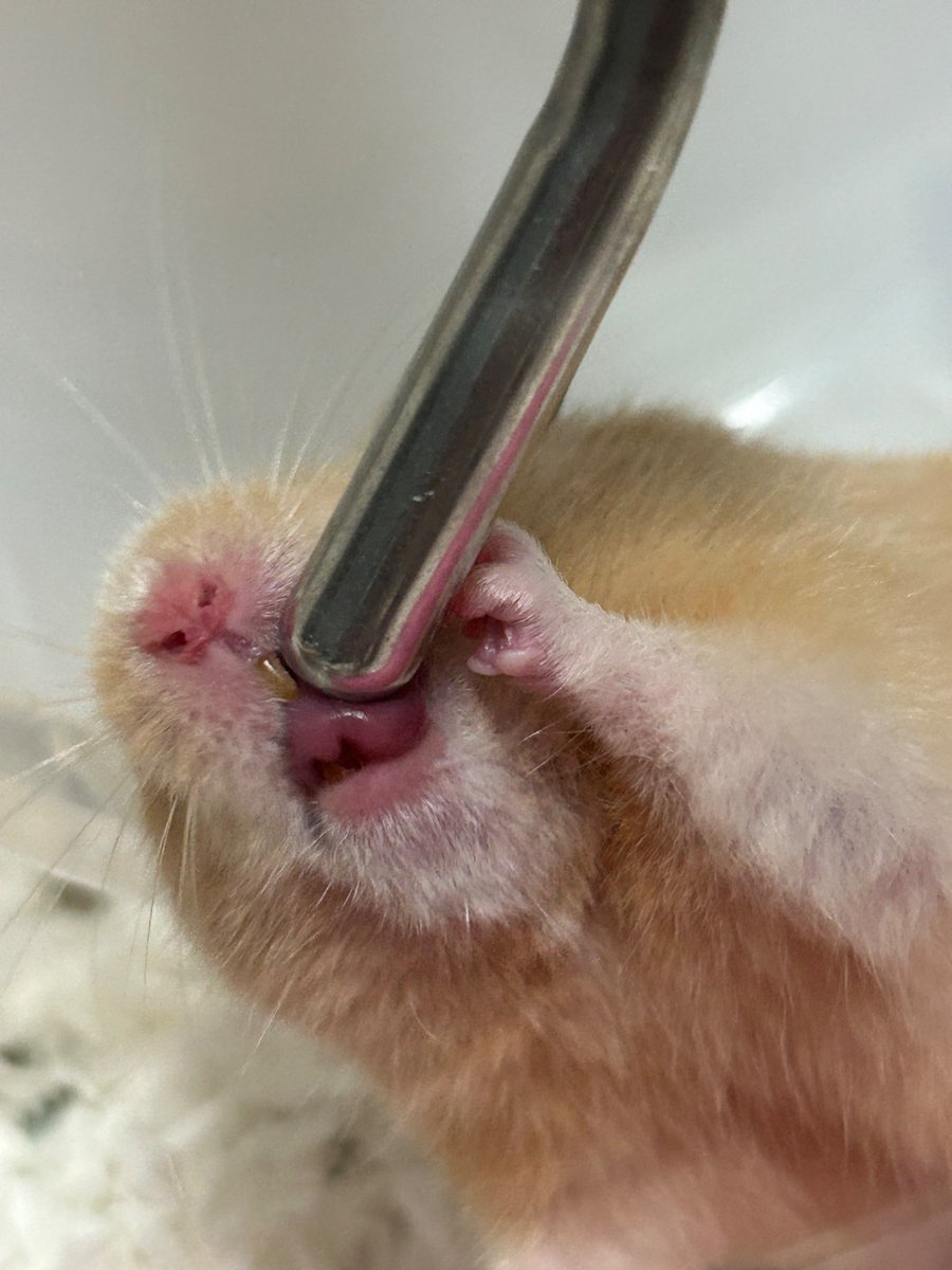 ningenn_3's tweet image. 🐹ぺろぺろぺろ