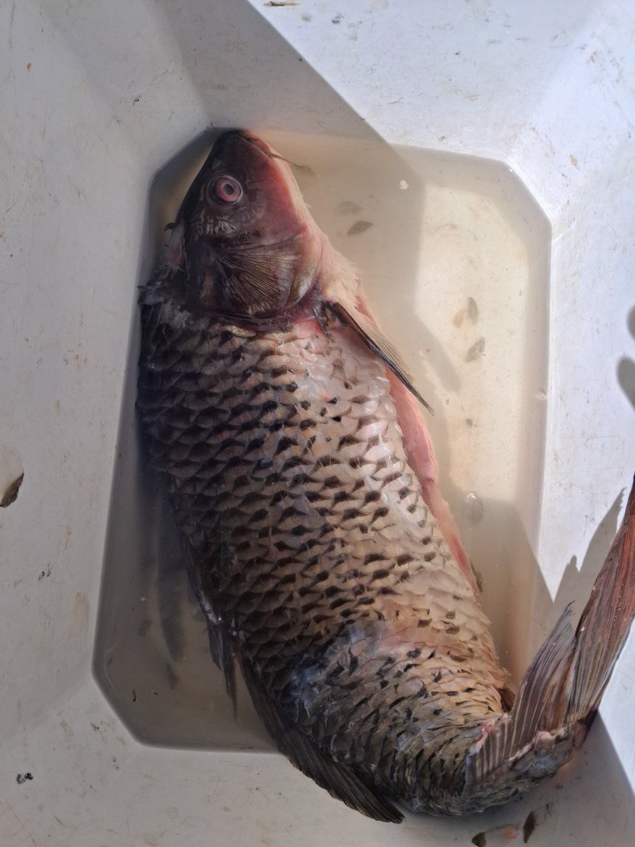 _RitoBaloyi's tweet image. Fish day