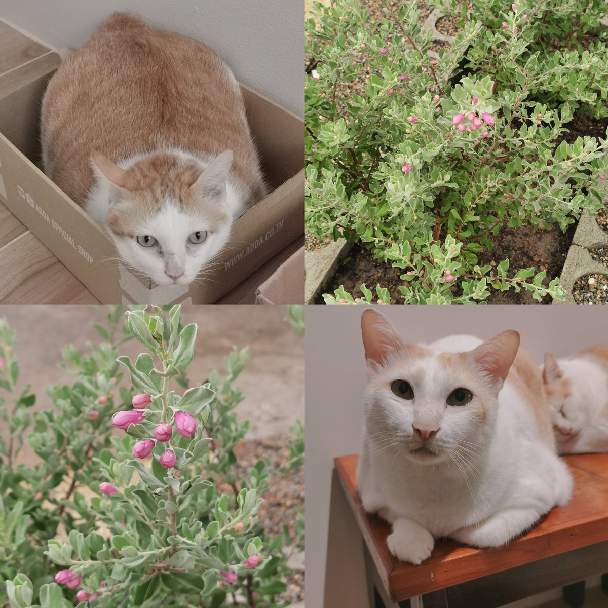 manytle's tweet image. My Cats and Leucophyllum frutescens ๐บ๐ธ๐ธ๐ธ