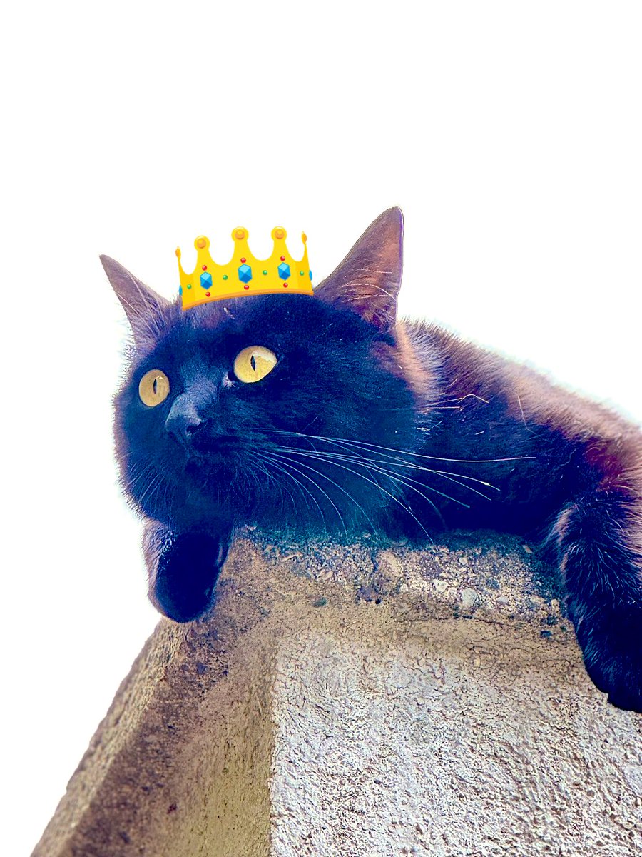 aquaria2go's tweet image. ムラーノ島のくろちゃさん↓
20年前比べると街に猫さんが減った気がしてまして…ガイドさんに聞いてみた所
犬くんを飼う人が増えたのでみんな家猫なっていったそうなのです。…ちょっとホッとしました。
#ARIAカンパニー #ココクレ