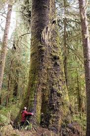 punniebugger's tweet image. Spruce almighty 🎬#PutTreesInASongOrMovie