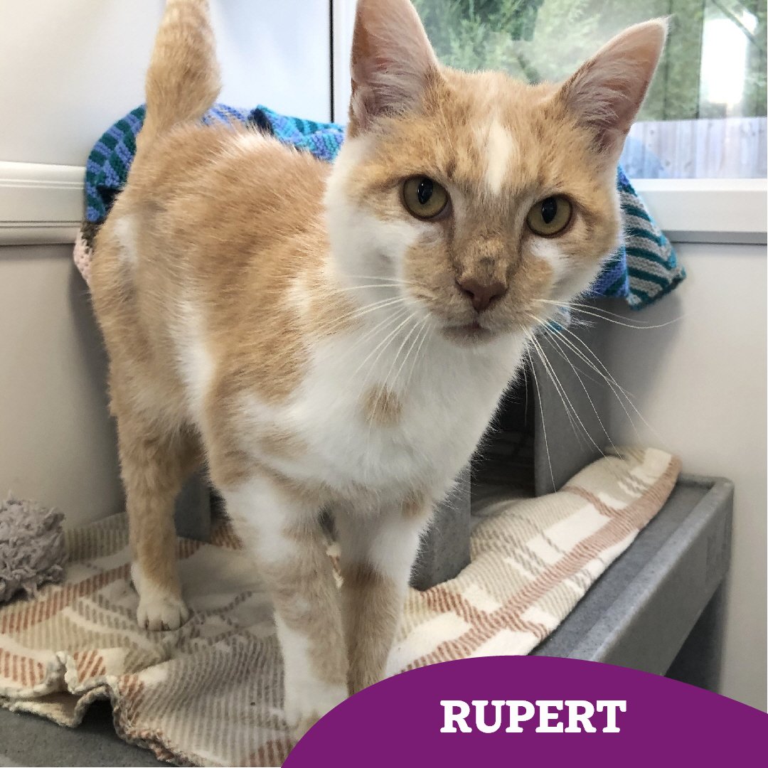 CatsTyneside's tweet image. Rupert has been reserved ♥️