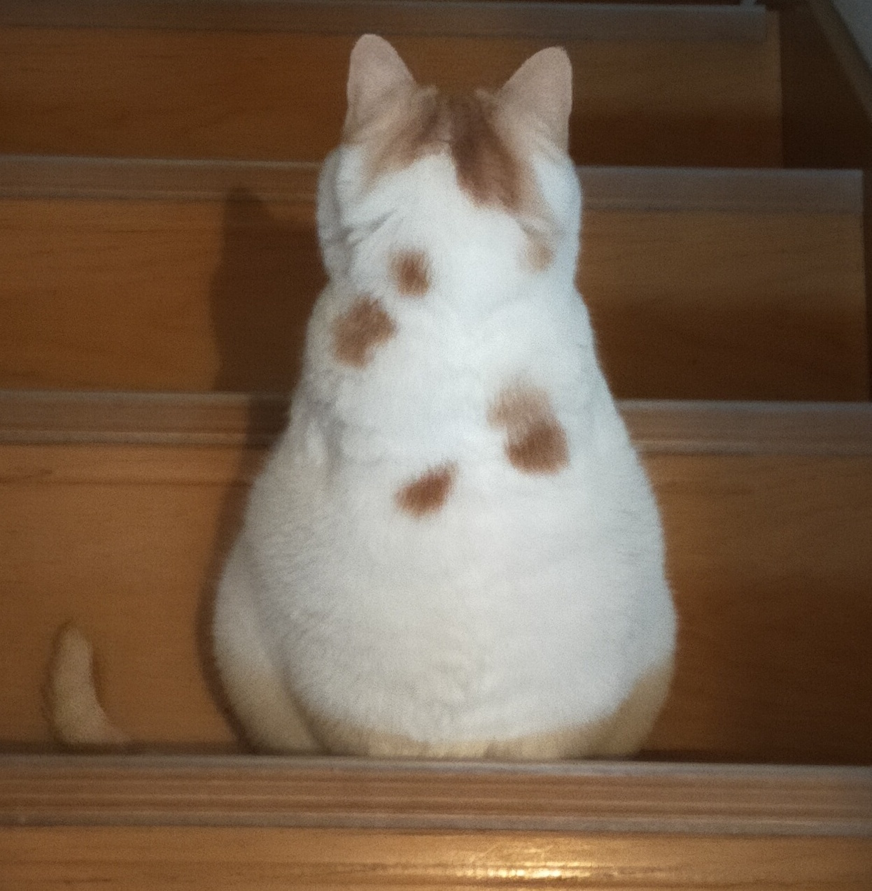 まさねこ まさまさ(猫) on X: 