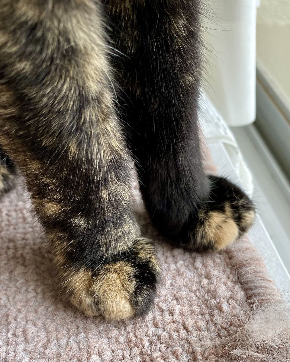 JETSIN555's tweet image. #sippoわんにゃんアクション7月

このクロキチの手…😻