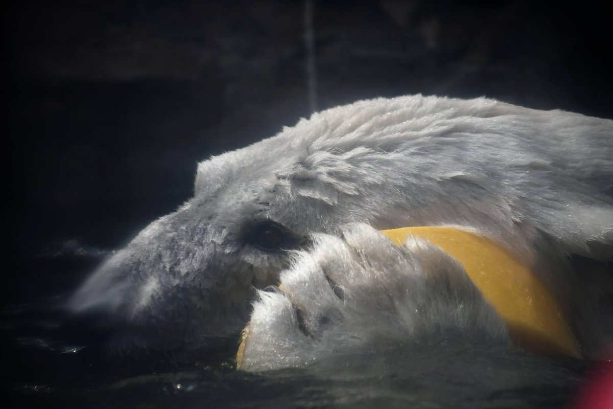 mummymotchee's tweet image. #このタグを見た人はめっちゃ可愛い女の子を貼って

#八木山動物公園
#ホッキョクグマ
#ナナ