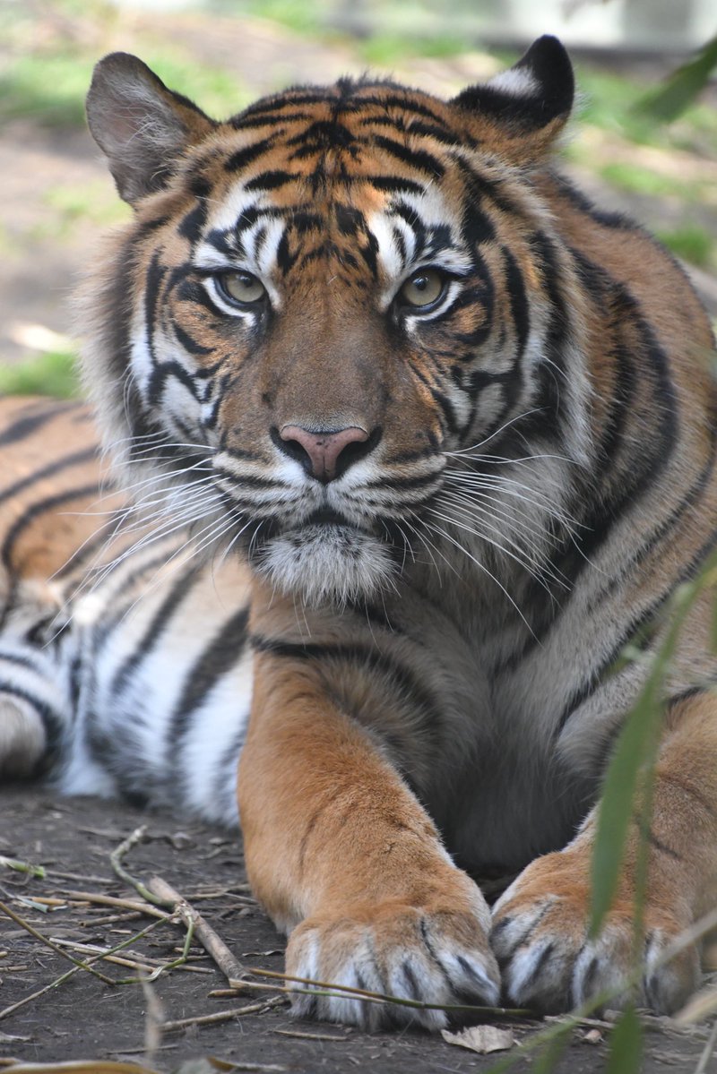mummymotchee's tweet image. #このタグを見た人はめっちゃ可愛い女の子を貼って
#八木山動物公園
#スマトラトラ
#ダマイ