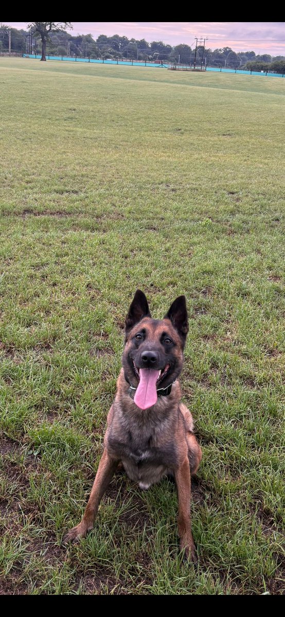 StaffsDogs's tweet image. 867 of 26/7/25
PD Fox and handler were requested to attend a woodland following reports a high risk missing person was within the area requiring medical attention. PD FOX quickly went to work to locate the female is now getting the help they need. Well done Foxy 🐾👍👊