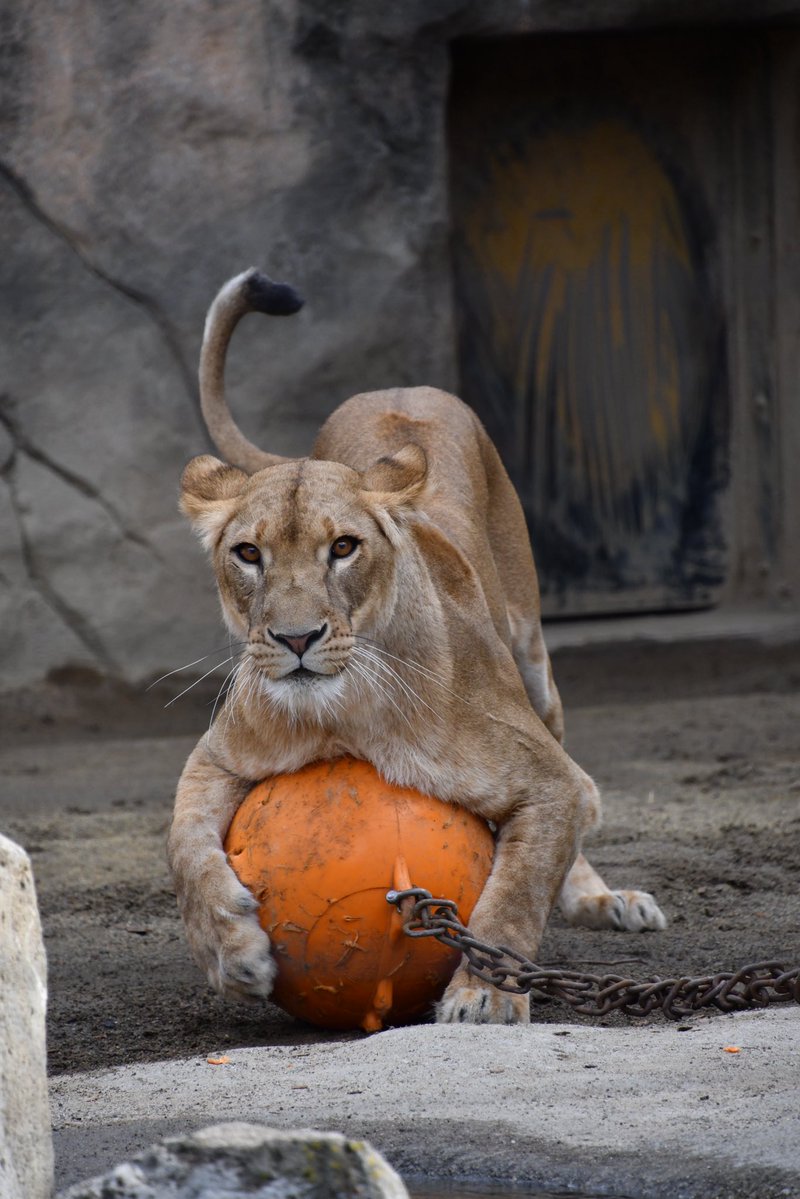 mummymotchee's tweet image. #このタグを見た人はめっちゃ可愛い女の子を貼って
#八木山動物公園
#ライオン
#なお