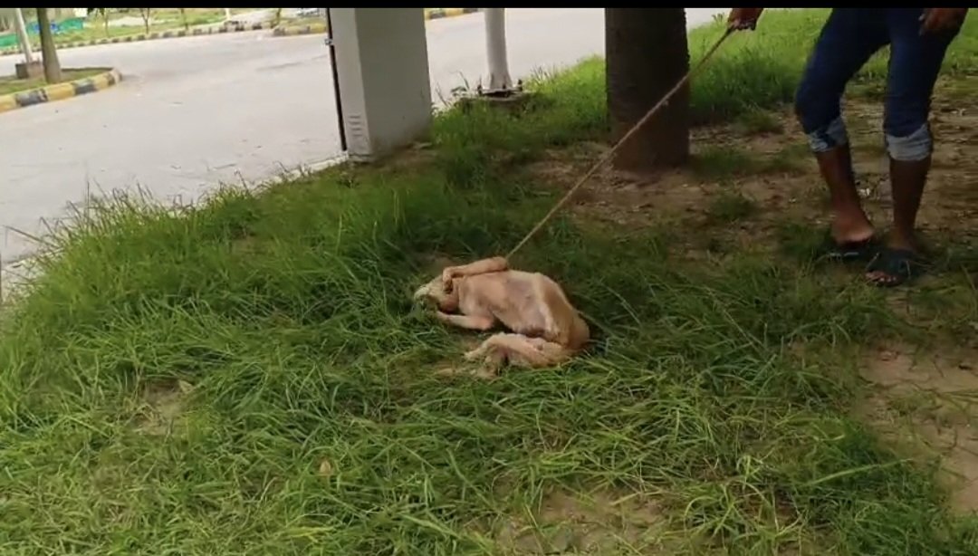 letssavewelfare's tweet image. So incredibly happy to report that our brave rescue dog Buddy is making an amazing recovery from tick fever 🙌 
His blood count is up after transfusions, and his leg is so much better. 
Today, he&apos;s just chilling on the grass, soaking up the sun. What a champ! ❤️