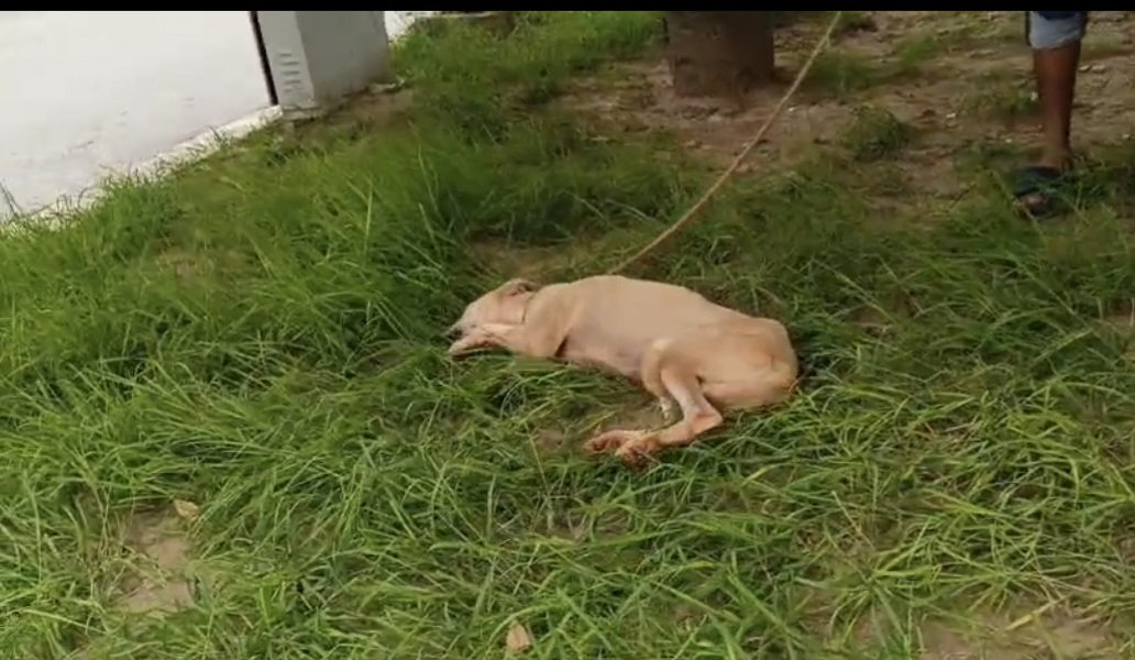 letssavewelfare's tweet image. So incredibly happy to report that our brave rescue dog Buddy is making an amazing recovery from tick fever 🙌 
His blood count is up after transfusions, and his leg is so much better. 
Today, he&apos;s just chilling on the grass, soaking up the sun. What a champ! ❤️