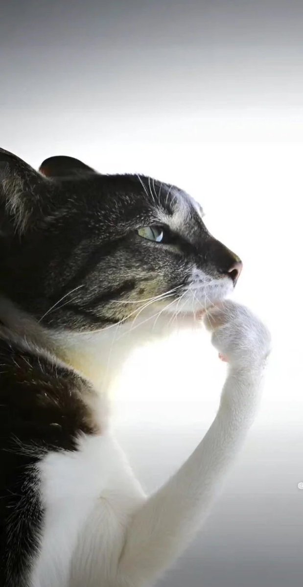 HeroineSword2's tweet image. How it feels when I want to be besties with some of my new moots that I try interacting with,
But I’m scared something bad might happen,