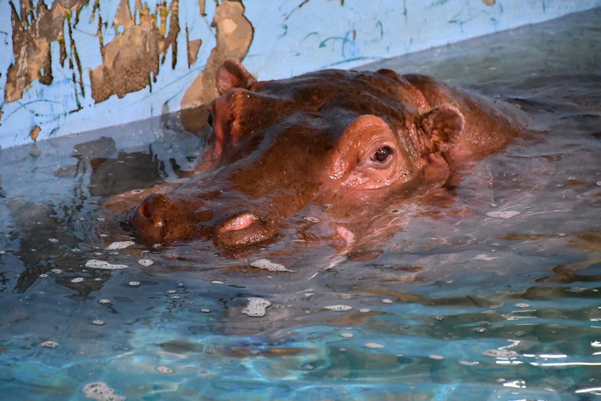 mummymotchee's tweet image. #このタグを見た人はめっちゃ可愛い女の子を貼って
#八木山動物公園
#カバ
#カポ