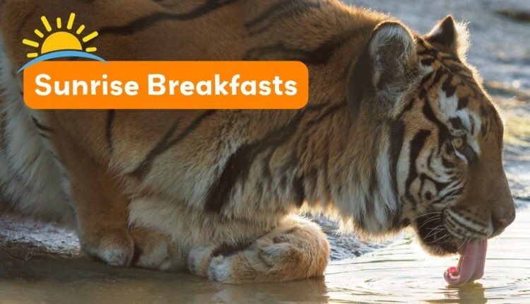 VisitIOW's tweet image. Sunrise Breakfasts 🐯
Wildheart Animal Sanctuary's popular Sunrise Breakfasts are returning this summer! They'll be opening their doors to the Sanctuary from 8:30am, so you can have a delicious breakfast whilst enjoying a rare early-morning encounter with the rescued animals.…
