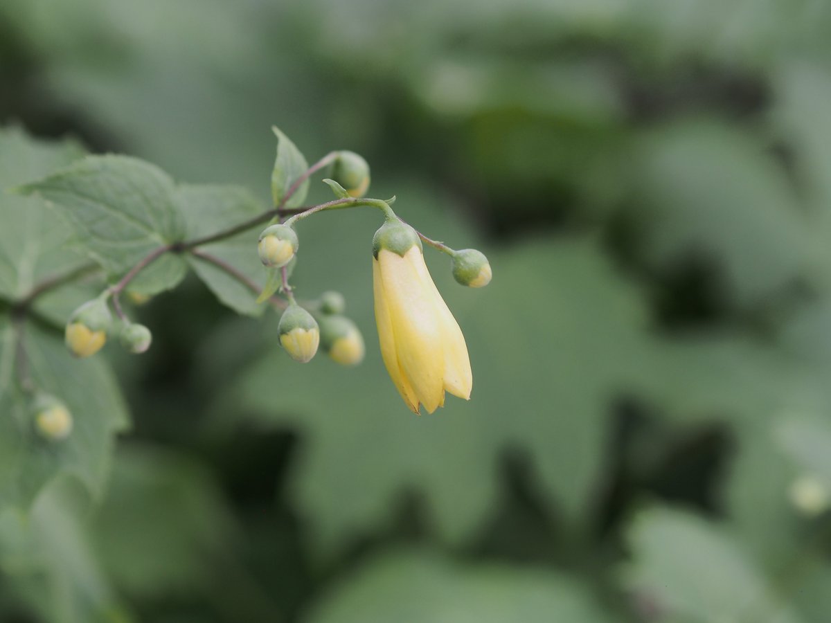 kyoro_e_pl6's tweet image. 楚々と咲くキレンゲショウマ🌼

#六甲高山植物園

OLYMPUS PEN Lite E-PL6
M.ZUIKO DIGITAL ED 75mm F1.8