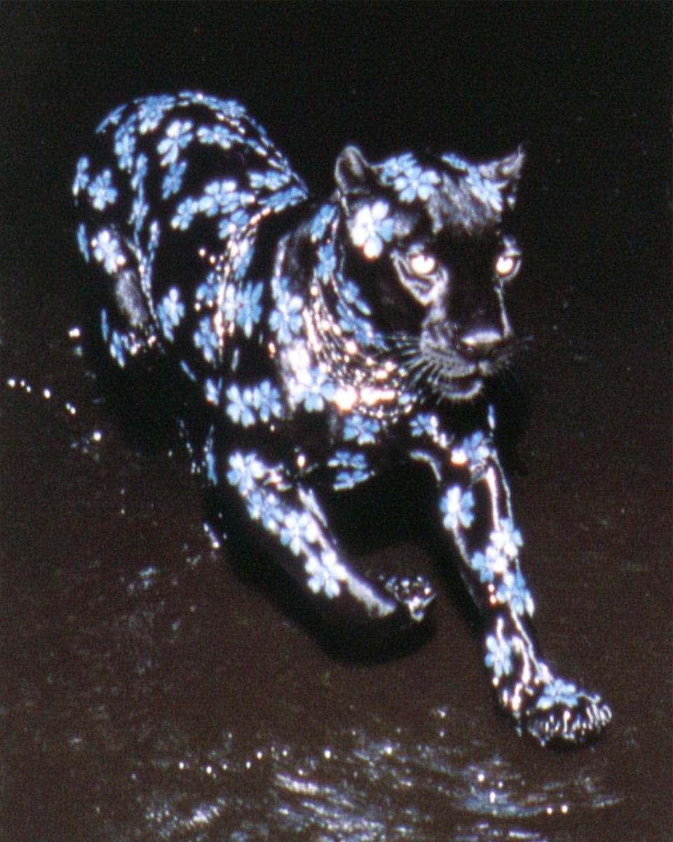 Stephan Vasement (@stephanvasement) on Twitter photo 