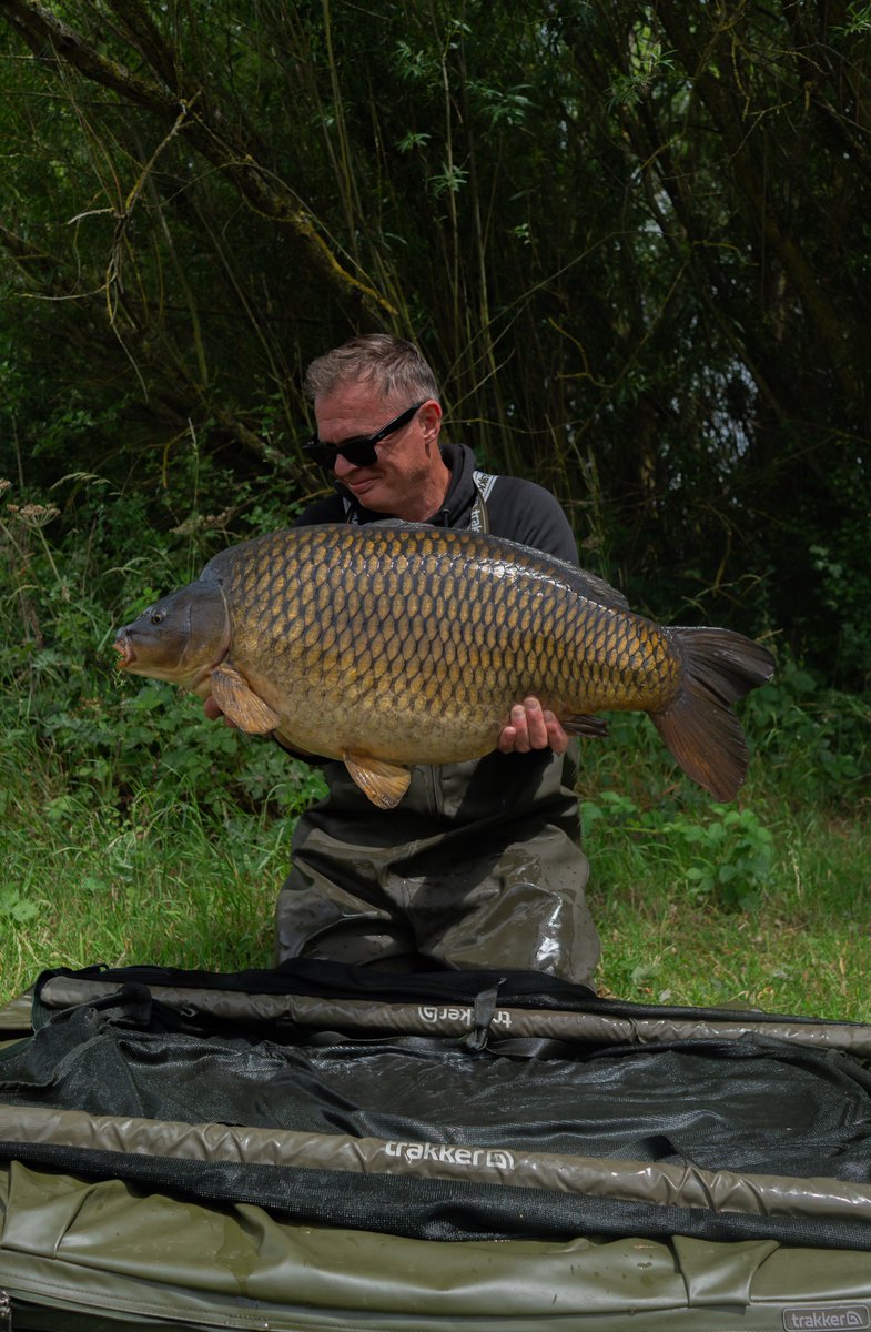 The biggest of three thirty pound commons from the other week. It seems they’re back on the feed after a big spawning period. <a href="/MainlineBaits/">Mainline Baits Official</a> ISO Fish hookbait again. Happy days