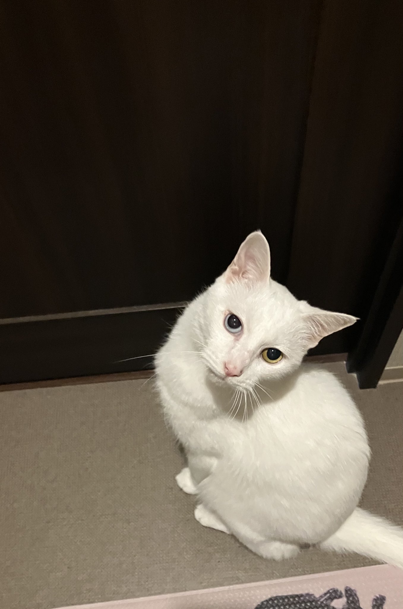 ねこ OFT (~8/19 夏祭りフェア) [大型 猫トイレ TALL WALL BOX - L