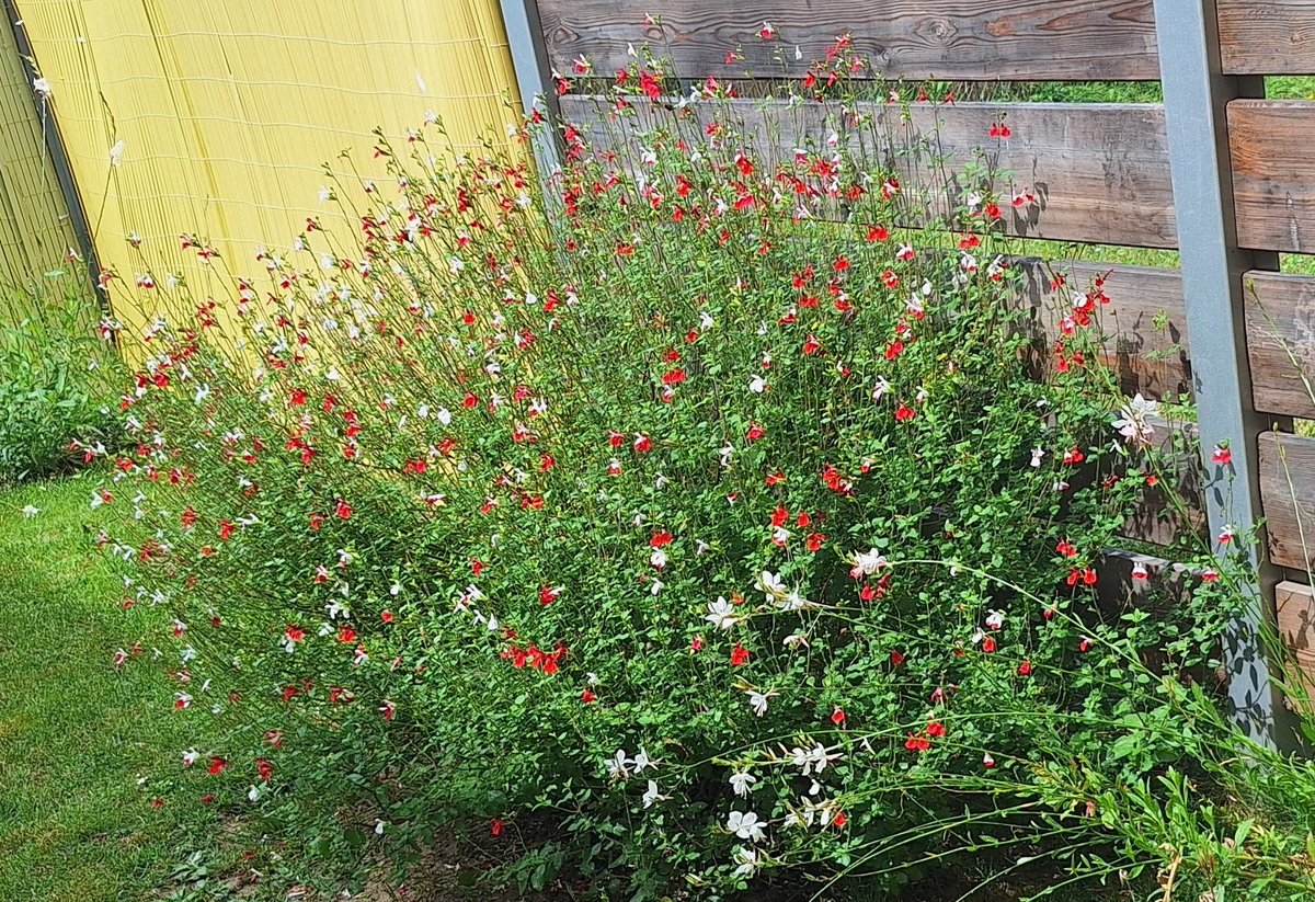 laurent27100's tweet image. Je suis plutôt satisfait de sa floraison, ça donne de la couleur dans le jardin 👍