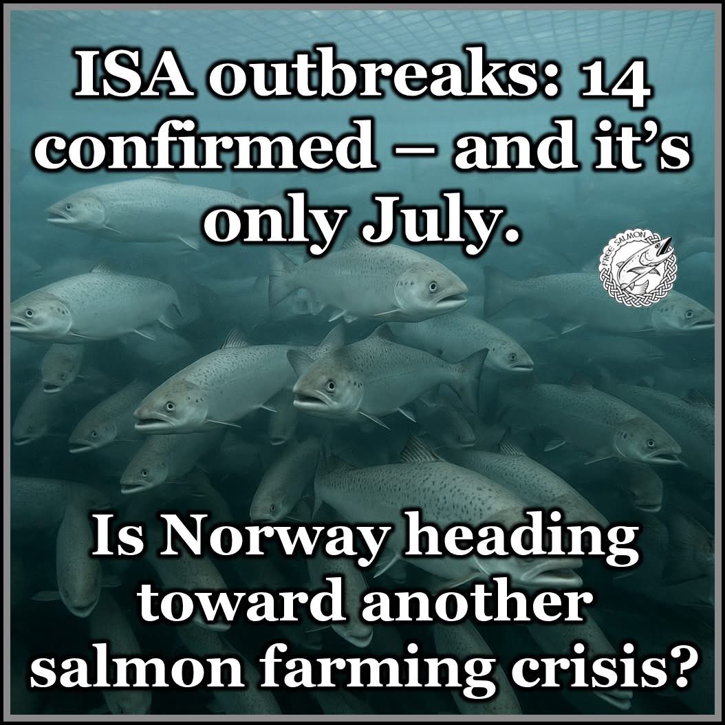 West coast of Norway is having a marine heatwave even higher temps than Scotland with many areas at 19c. 
Salmon farming is being broken by climate change.

salmonbusiness.com/is-this-the-st…