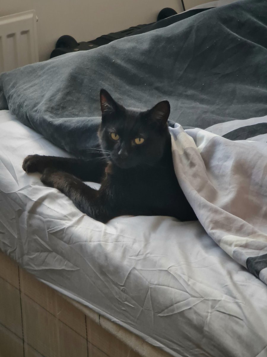 I found my cat like this...