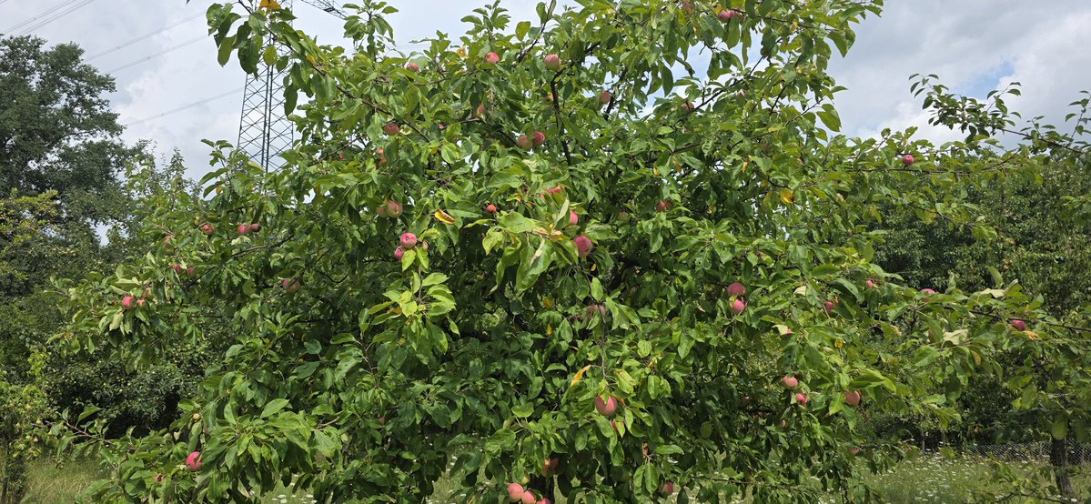 MartaMH13's tweet image. Jagdrevier und die Obstwiese sehen super aus. Dieses Jahr werden wir viel Fleisch und Obst haben.
Schönen Sonntag❣️