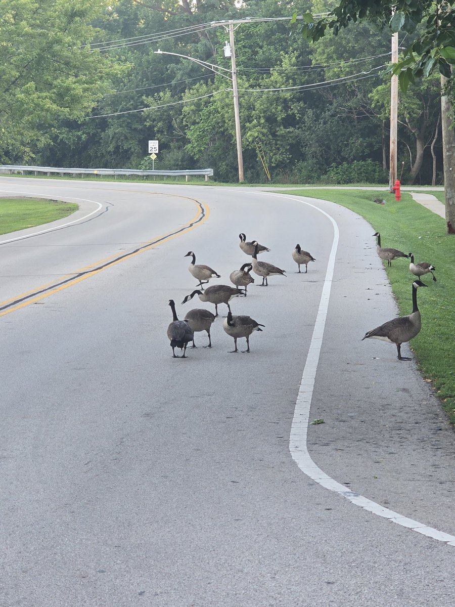 Why do Canadian geese always stand in the middle of the road?