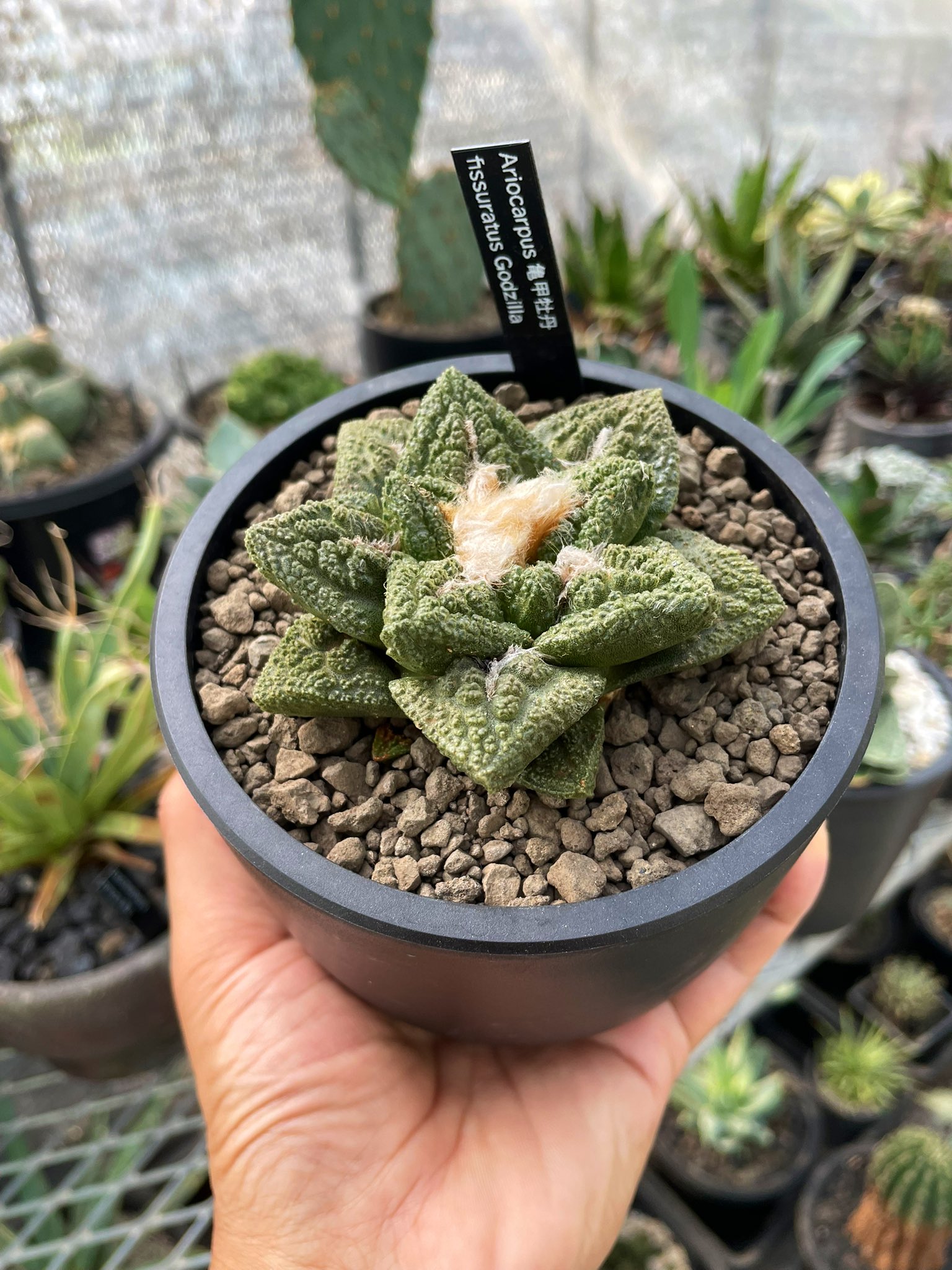 Ariocarpus fissuratusGodzilla 希少亀甲牡丹 ゴジラ Ariocarpus fissuratusGodzilla 希少亀甲牡丹 ゴジラ